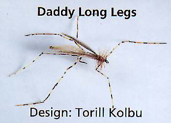 A large Daddy Long Legs