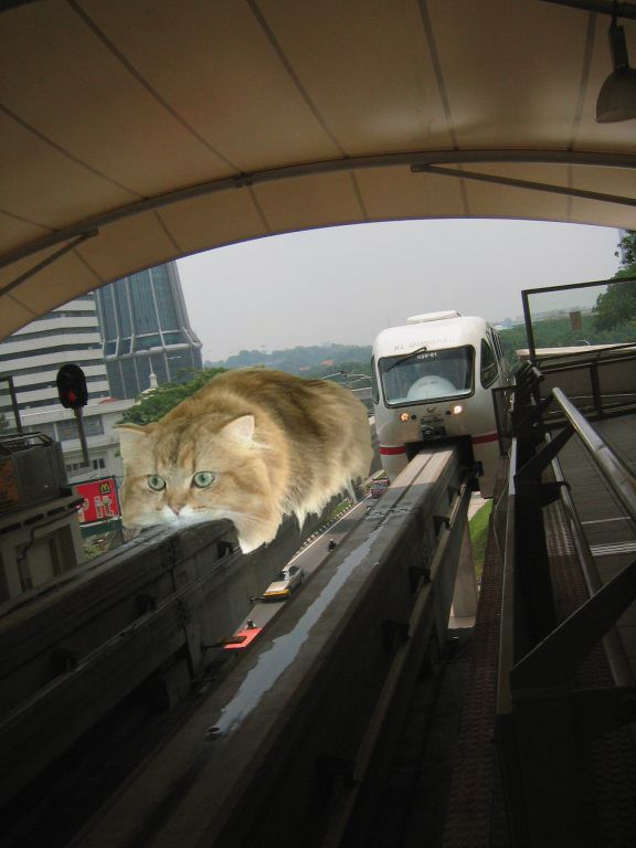 monorail cat gif. OMG Caturday is back!