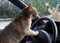 1162399692-catswithcars