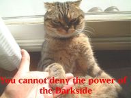 1162399697-darksidecat
