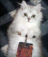 1163919784-cat-detonator