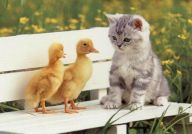 1166649580-Kitten-Ducks
