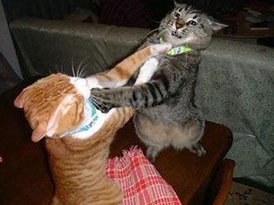 1171307898-cats_fighting