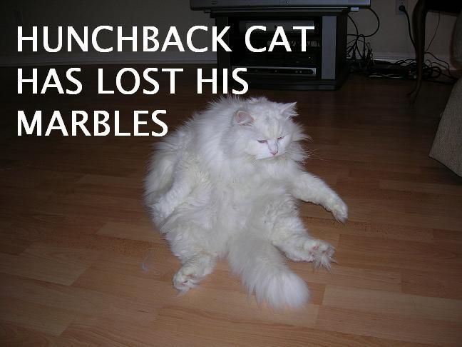 1171307898-hunchback-cat-has-lost-his-marbles.b.jpg