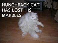 1171307898-hunchback-cat-has-lost-his-marbles