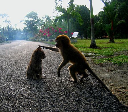 1185211632-cat-and-monkey-on-a-road