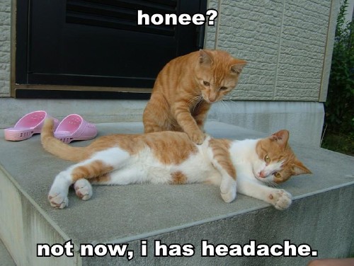 1188245238-honee-not-now-i-has-headache.jpg