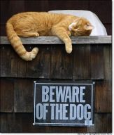 1193000424-Beware_of_Catdog