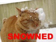 1193000424-Snowned_Cat